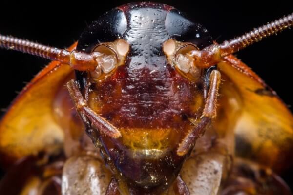 Голова таракана макро фото